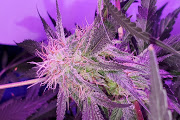 sugarbush medical marijuana